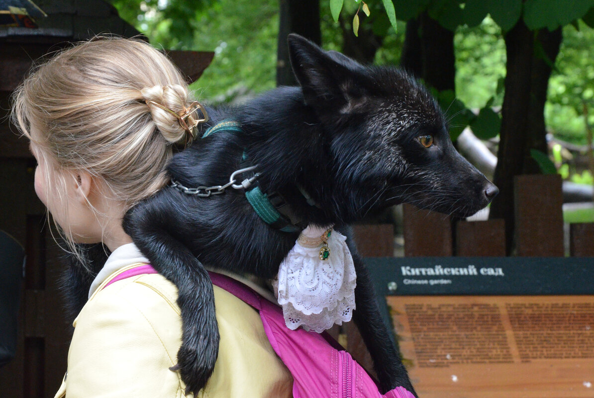 Москва. Воронцовский парк. Девушка с лисой. - Наташа ***** Москва. Воронцовский парк. Девушка с лисой. - Наташа *****