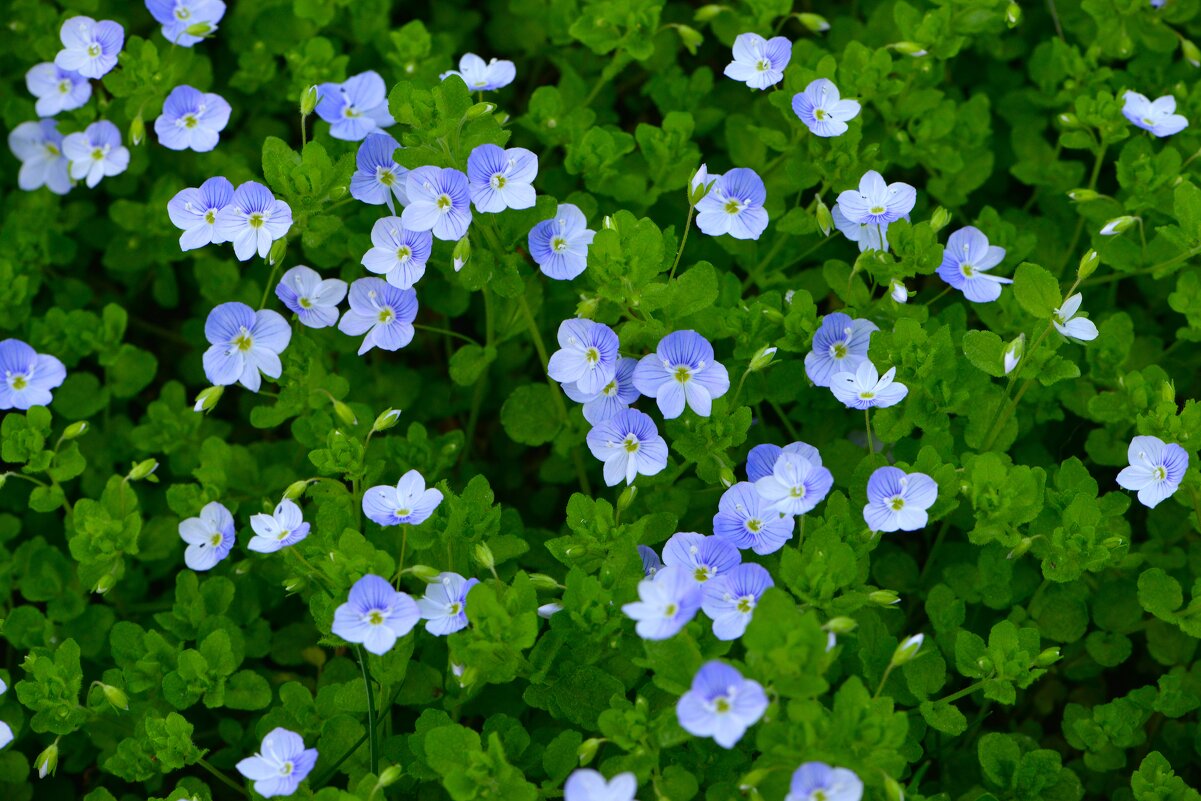 Весенние зарисовки (вероника дубравная ) - Константин Анисимов