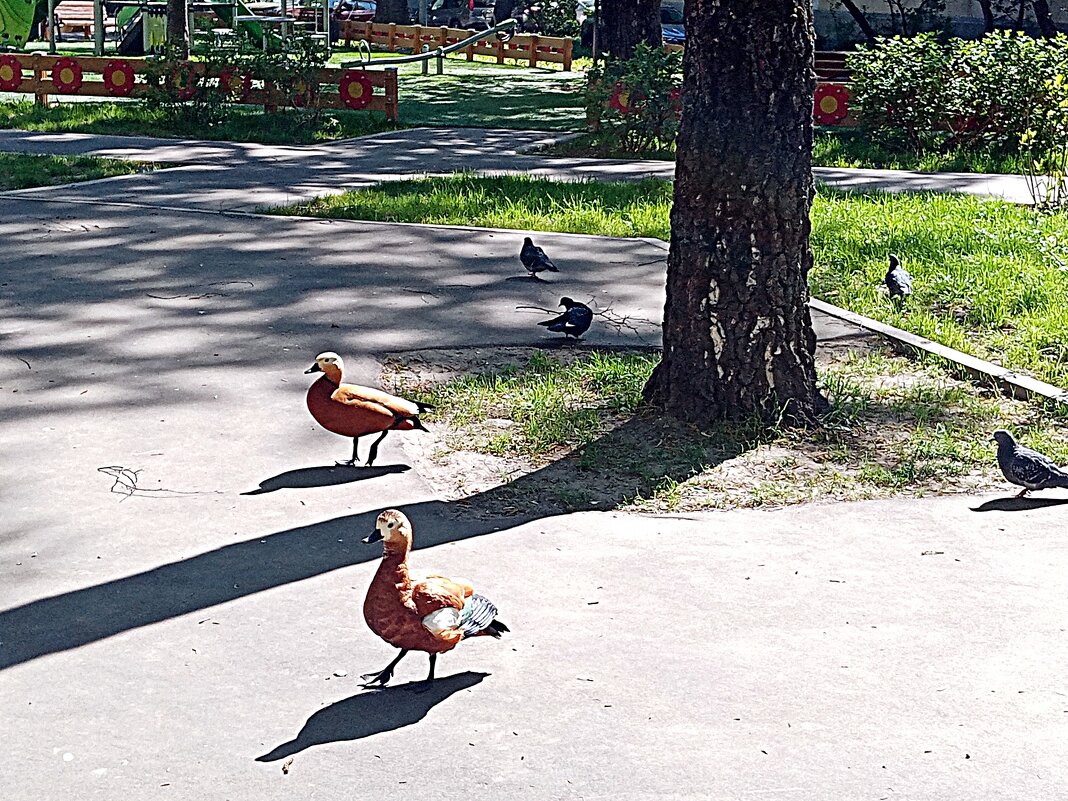 Гости. - Владимир Драгунский