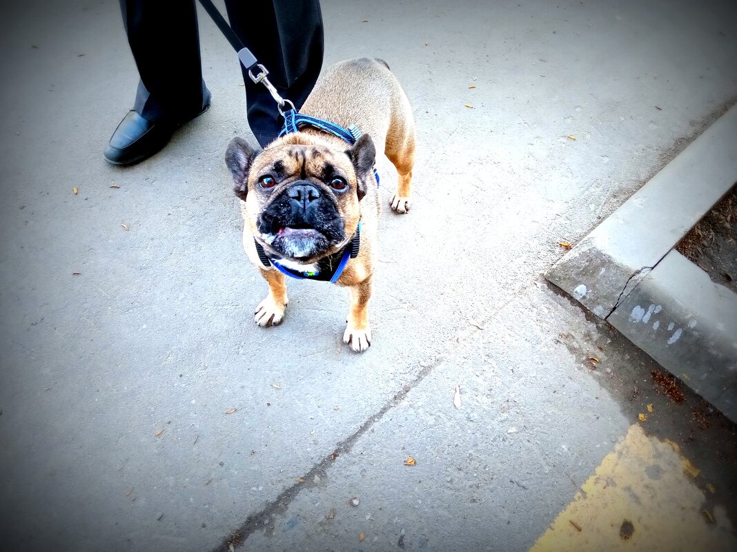 Ты кто? Я тебя не знаю... - Владимир Драгунский