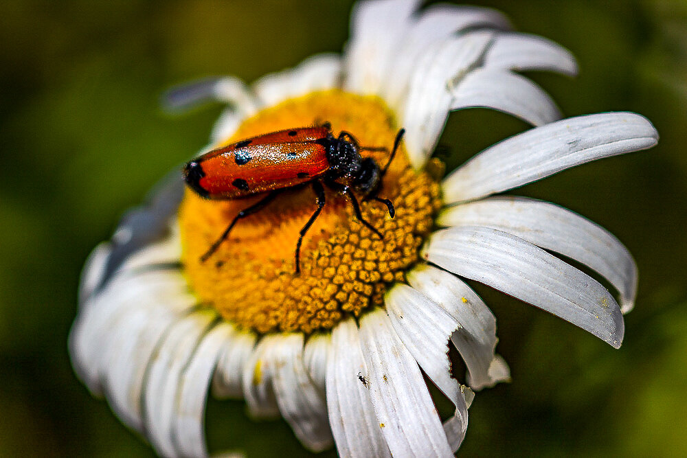 *** - Светлана SvetNika17 *** - Светлана SvetNika17