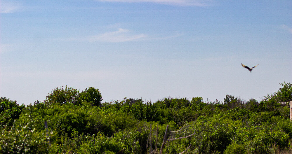 Дачный пейзаж - Светлана SvetNika17