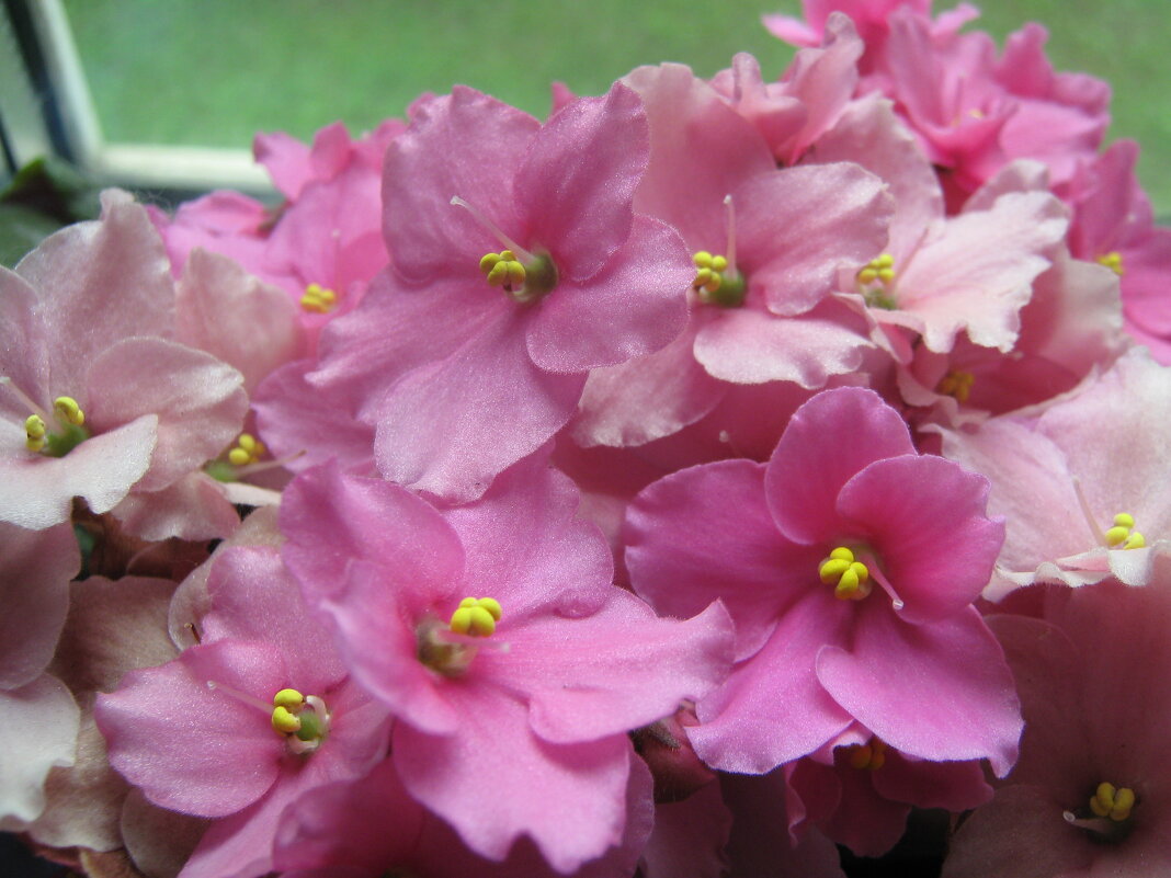 А фиалка все цветет - Елена Семигина А фиалка все цветет - Елена Семигина