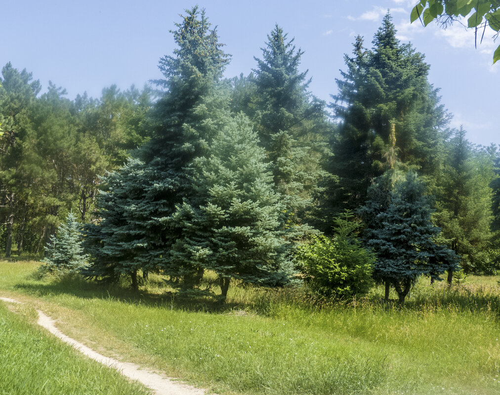 Пейзажи ботанического сада Н В Багрова - Валентин Семчишин
