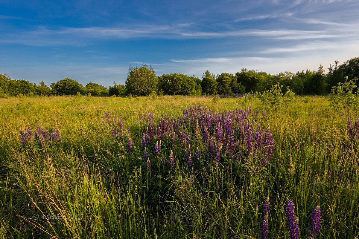 Луга в свете заката - Александр Синдерёв