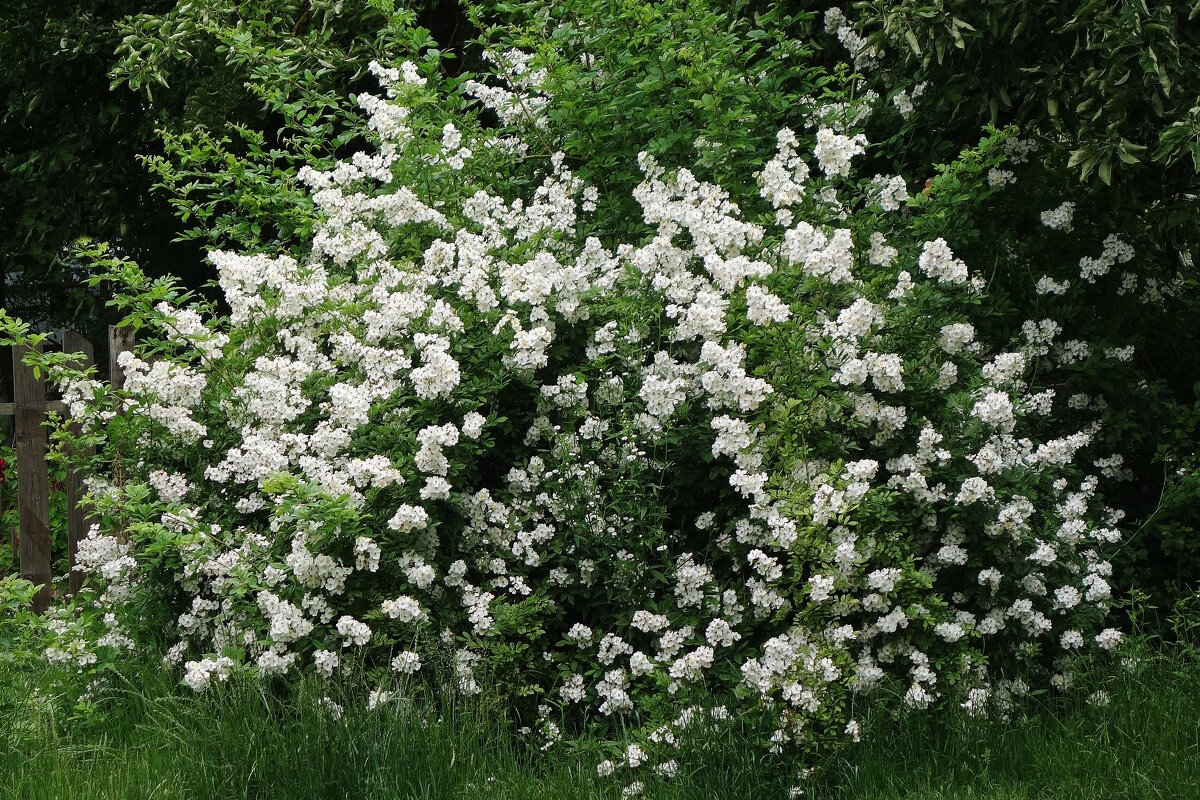 Цветет Шиповник многоцветковый - Рита Симонова