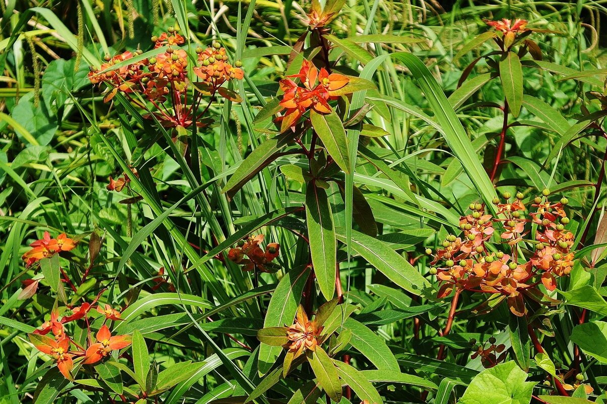 Молочай - Рита Симонова