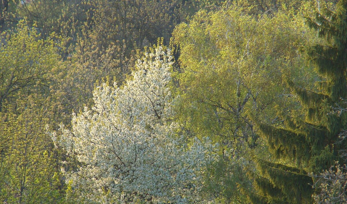 "Будет апрель!" Ю.Левитанский - Syntaxist (Светлана)