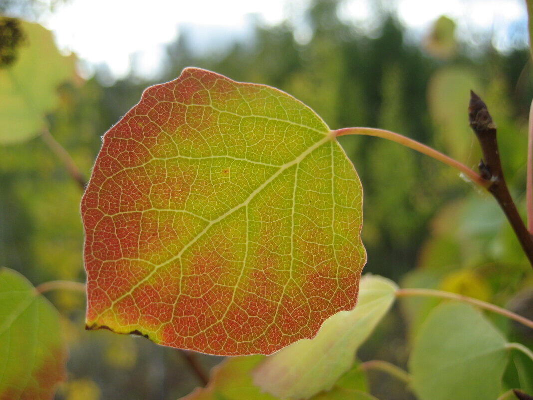 Осень - Anna Ivanova