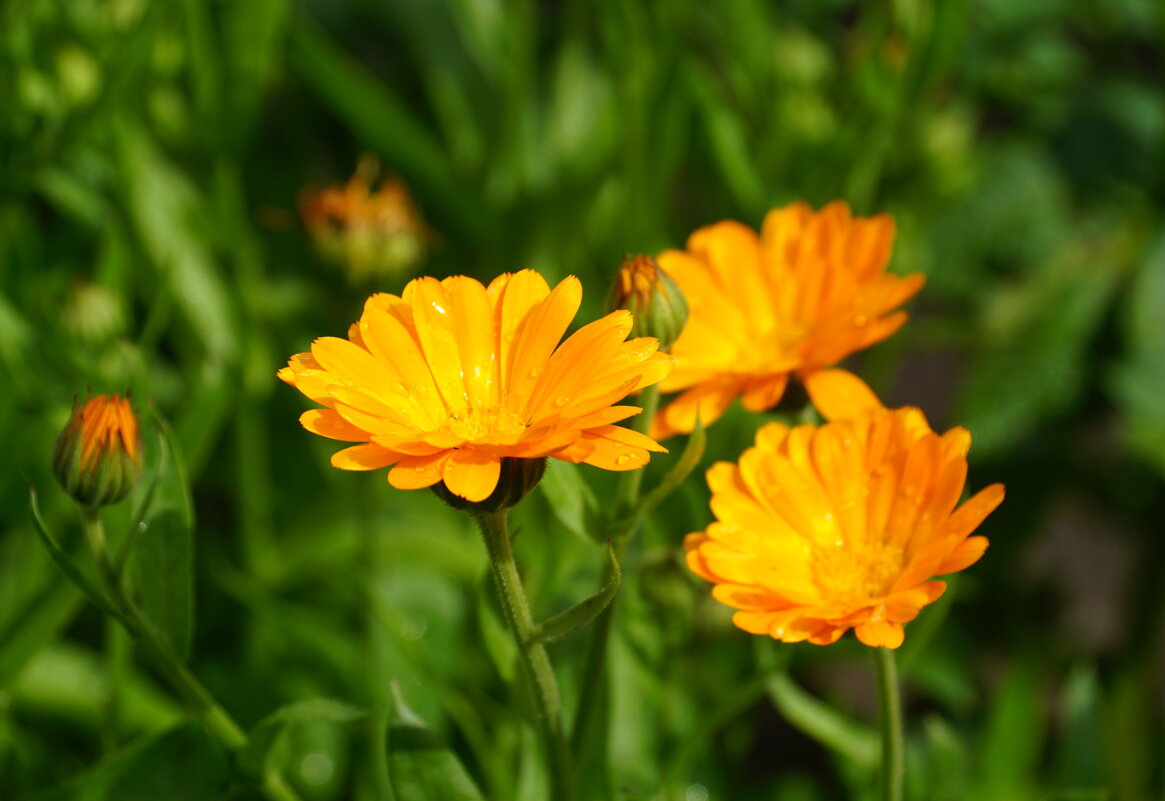 Лето - Наталия Григорьева Лето - Наталия Григорьева