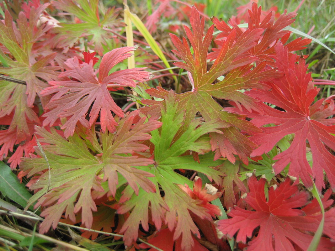 Осень - Anna Ivanova