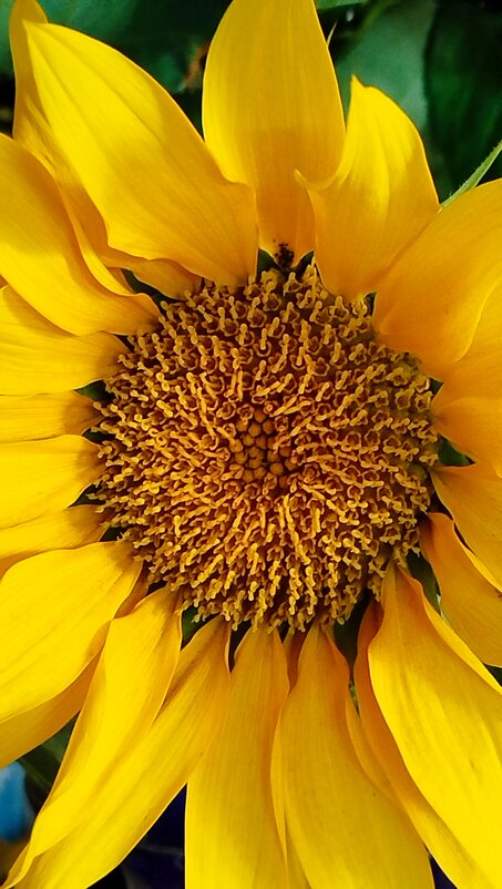 Цветок солнца) - Татьяна Евдокимова