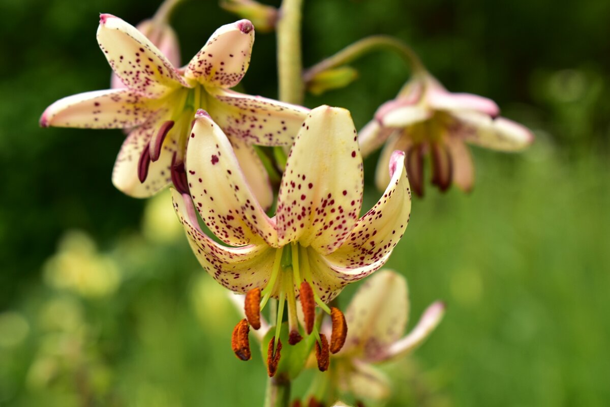 мартагон Jaunie Varti - Vera_85916050 Lario