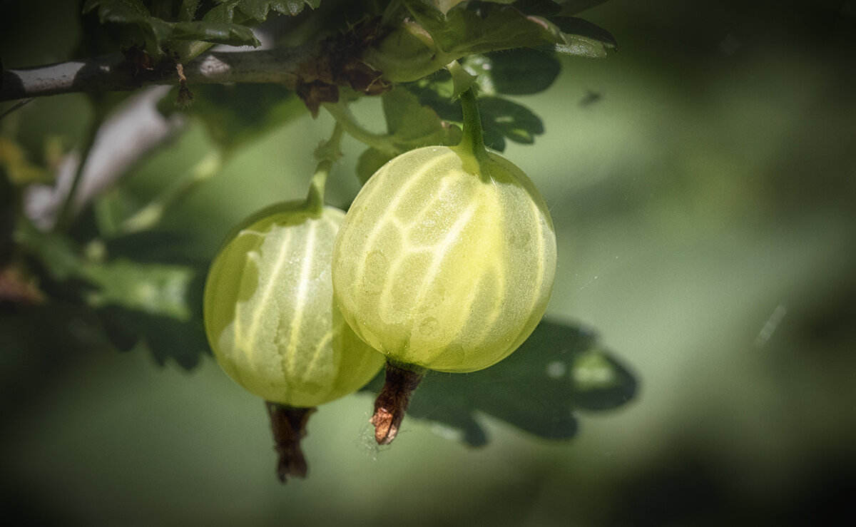 Крыжовничек! - Лилия *