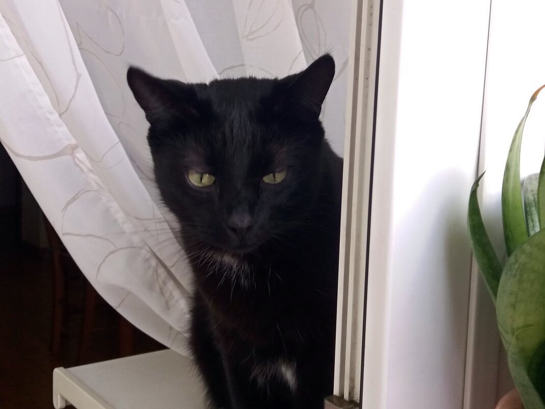 Опять дождь... - Galina Solovova