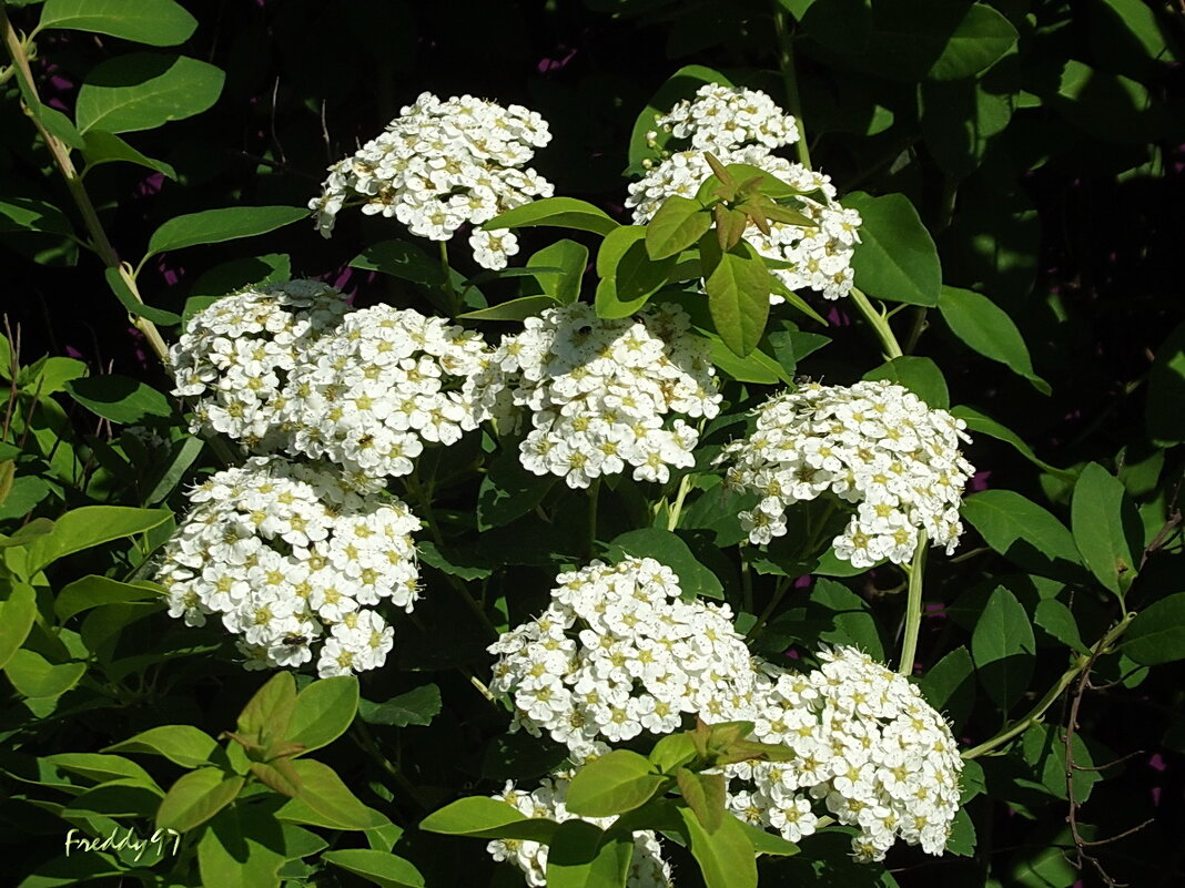 Тысячелистник - Freddy 97