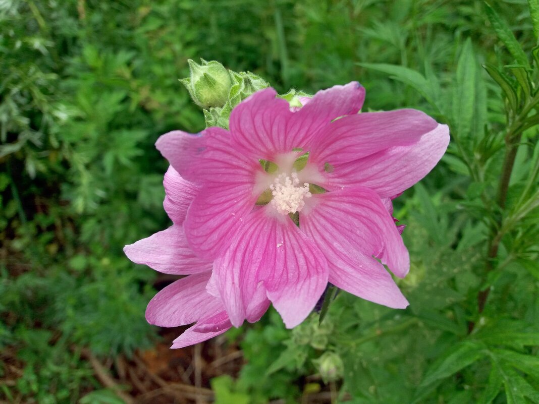 Привет от июня - Galina Solovova