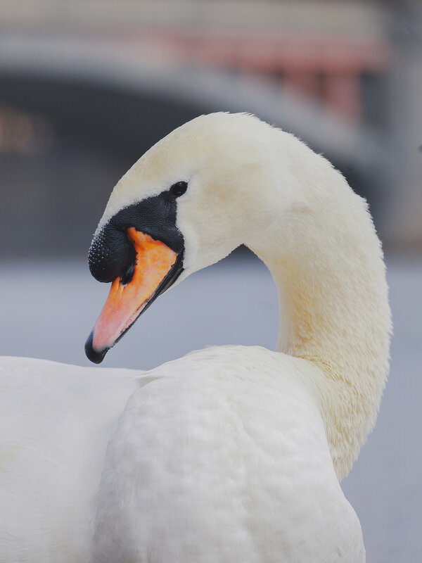 Белый лебедь - Yana Ryz