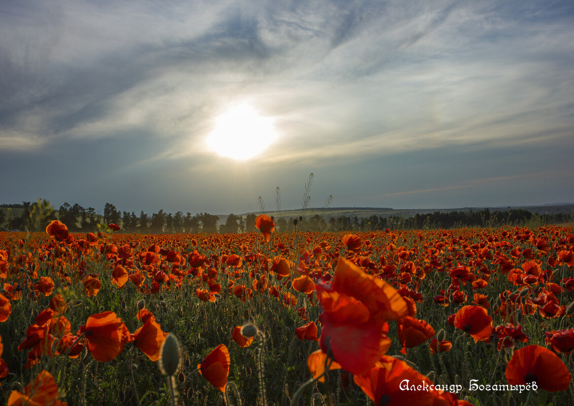 маки Ставрополья - Александр Богатырёв
