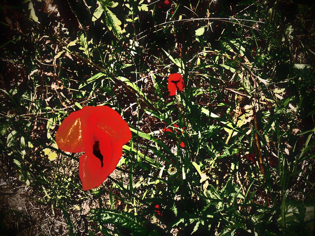 Летние этюды 46 - Алексей Кузнецов