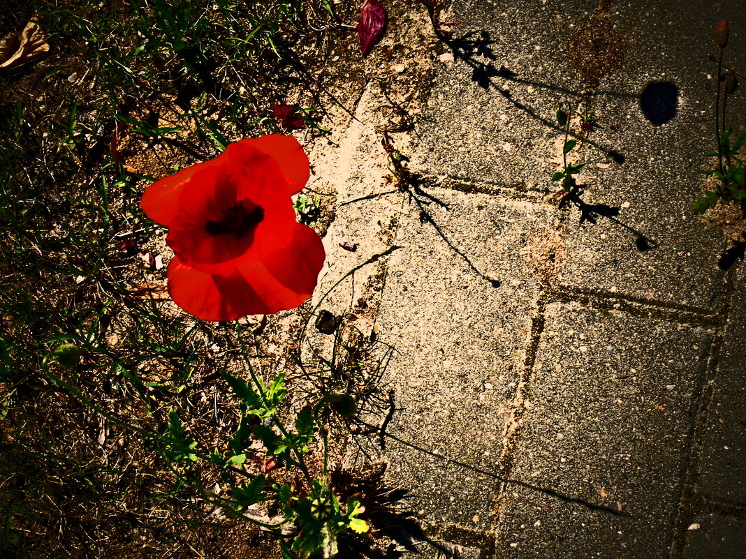 Летние этюды 50 - Алексей Кузнецов