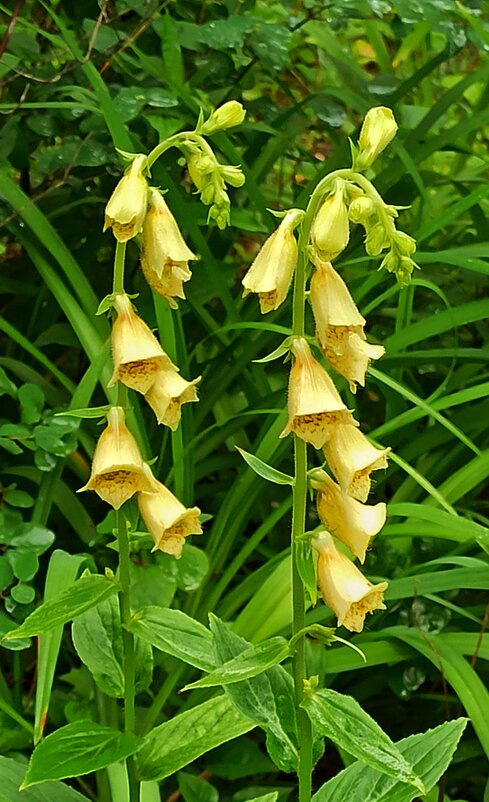 Если не гуглить, кто знает этот цветок? - veilins veilins