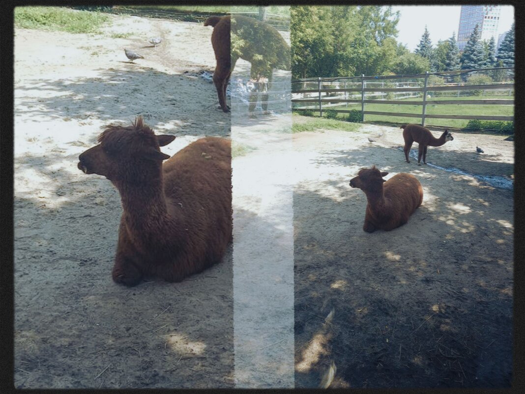 Альпака. - Игорь Солдаткин