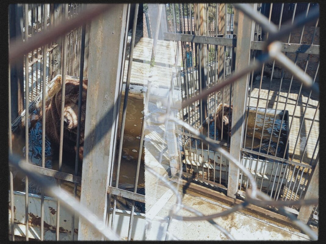 Михайло Потапыч - Игорь Солдаткин