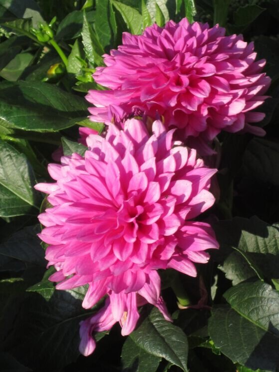 Георгины Малиновый Звон - Дмитрий Никитин