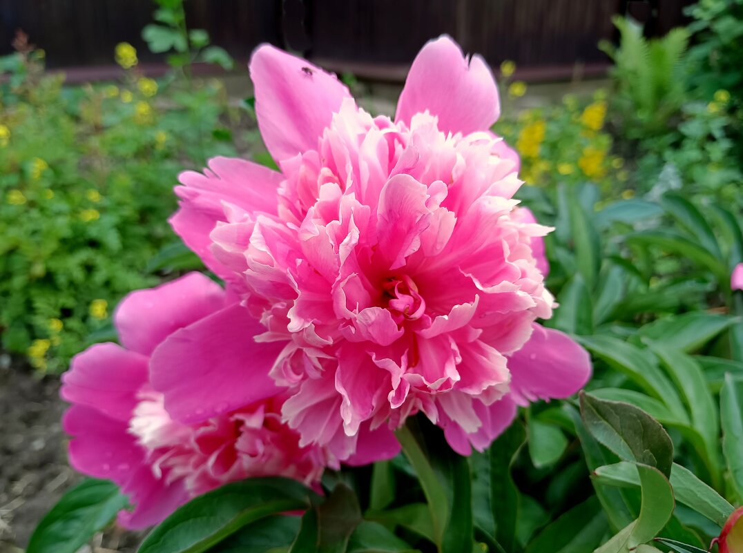 Пионы июня - Мария Васильева Пионы июня - Мария Васильева