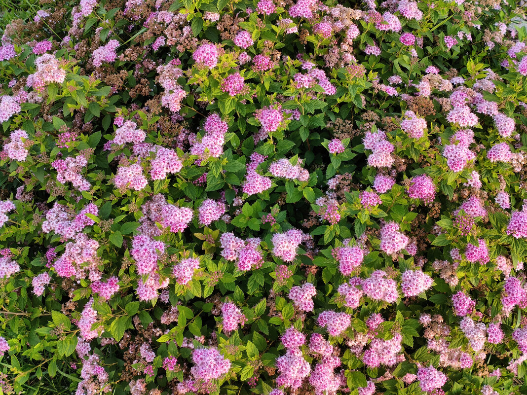 Спирея японская Литтл Принцесс (Spiraea japonica Little Princess) - Денис Бочкарёв
