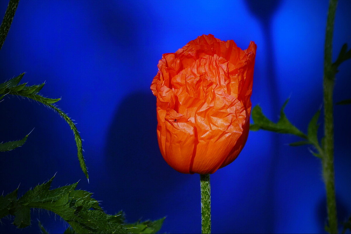 Дожди намяли бока... - Владимир Шошин Дожди намяли бока... - Владимир Шошин