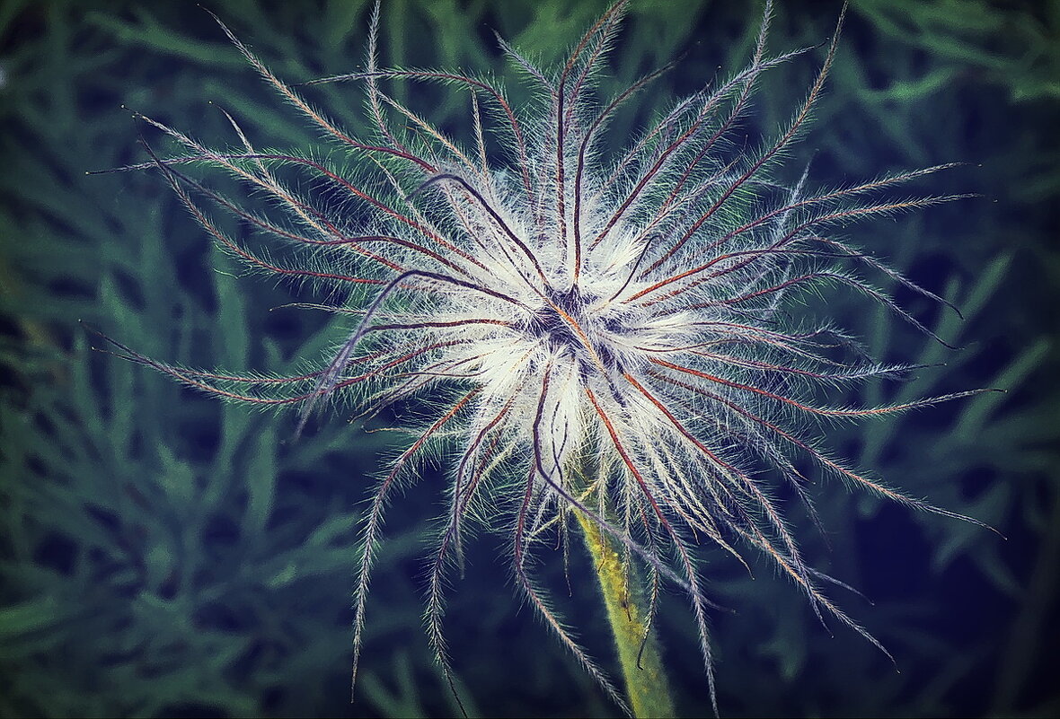 Пора созревания... - Владимир Шошин