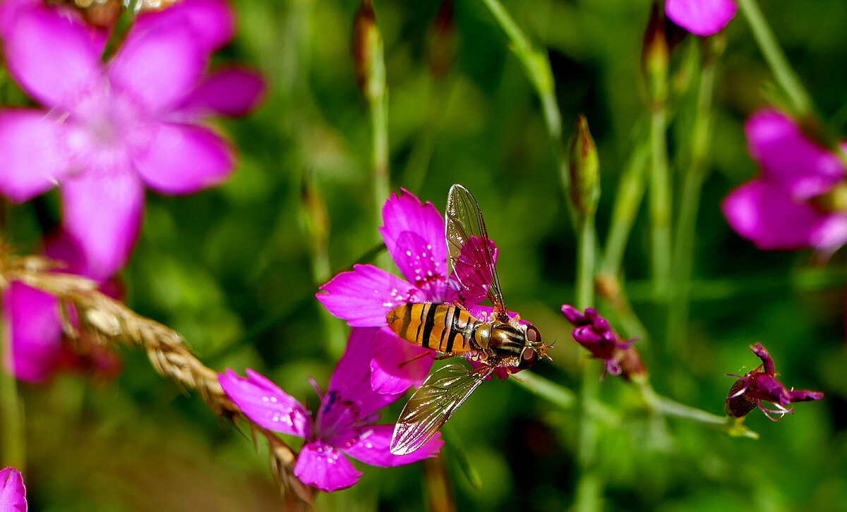 в последний день июня 7 - Александр Прокудин в последний день июня 7 - Александр Прокудин
