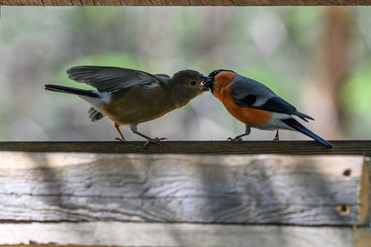 Заботливый папаша - Дмитрий 