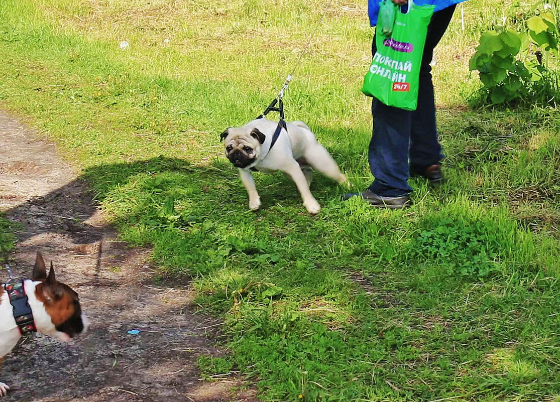 Июнь...Злой песик! - Владимир 