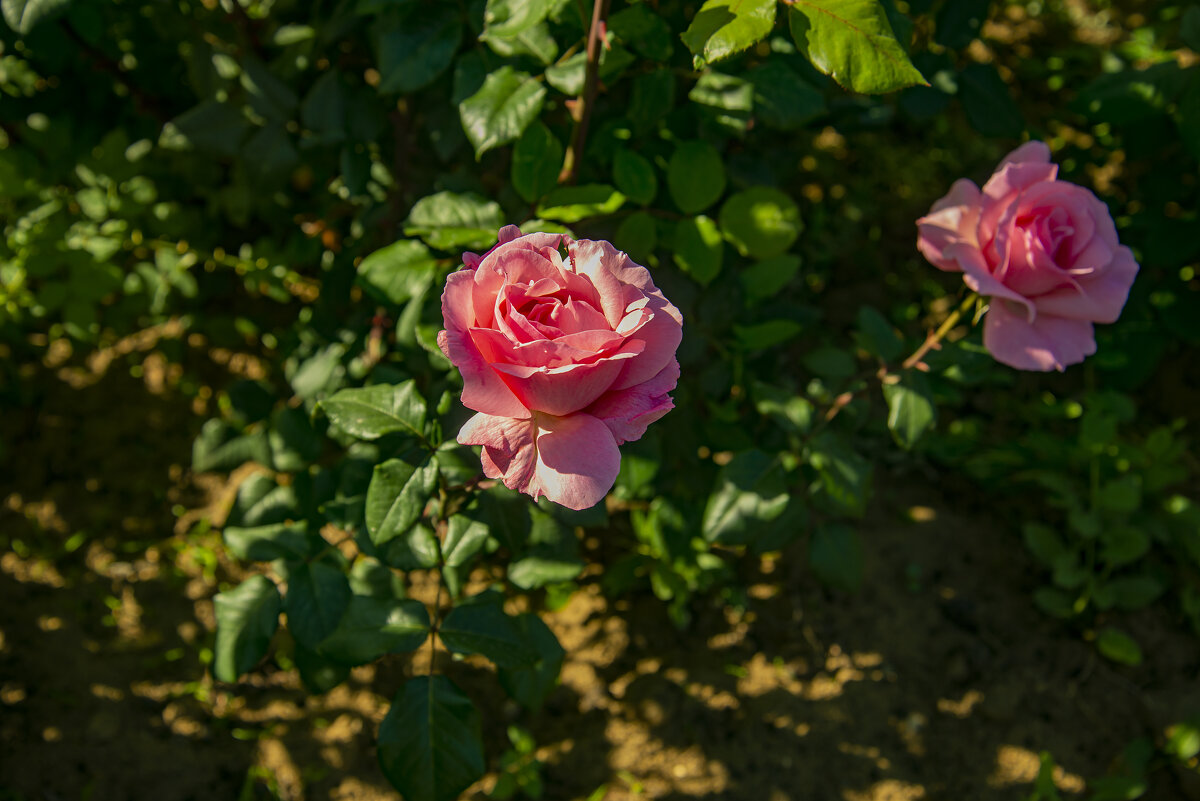 Розы - Анатолий Чикчирный