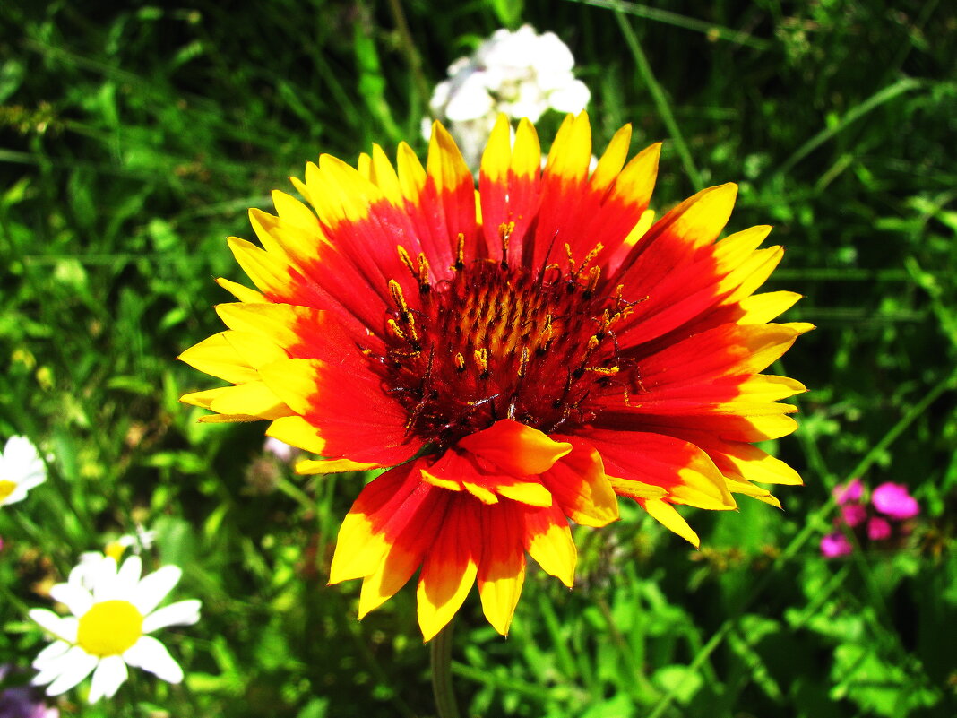 Во всей красе - Людмила Смородинская