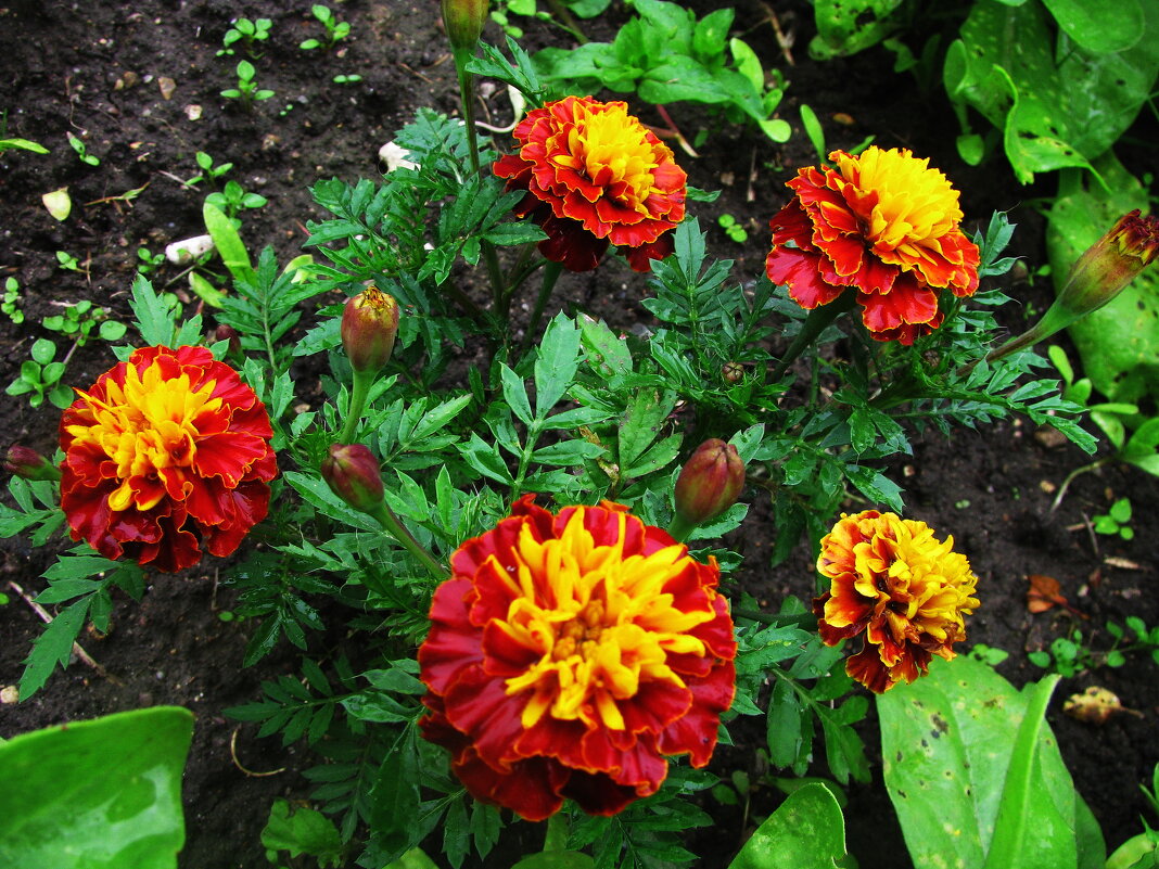 Букет в саду - Людмила Смородинская