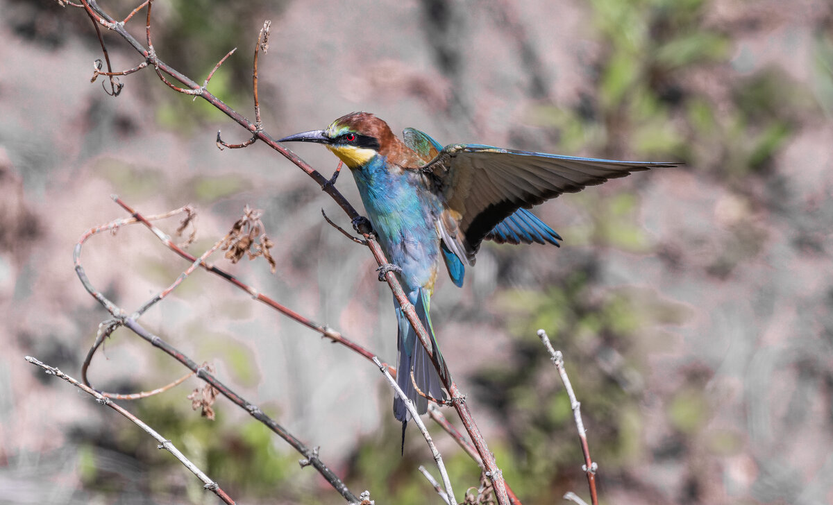 щурки. - юрий макаров щурки. - юрий макаров