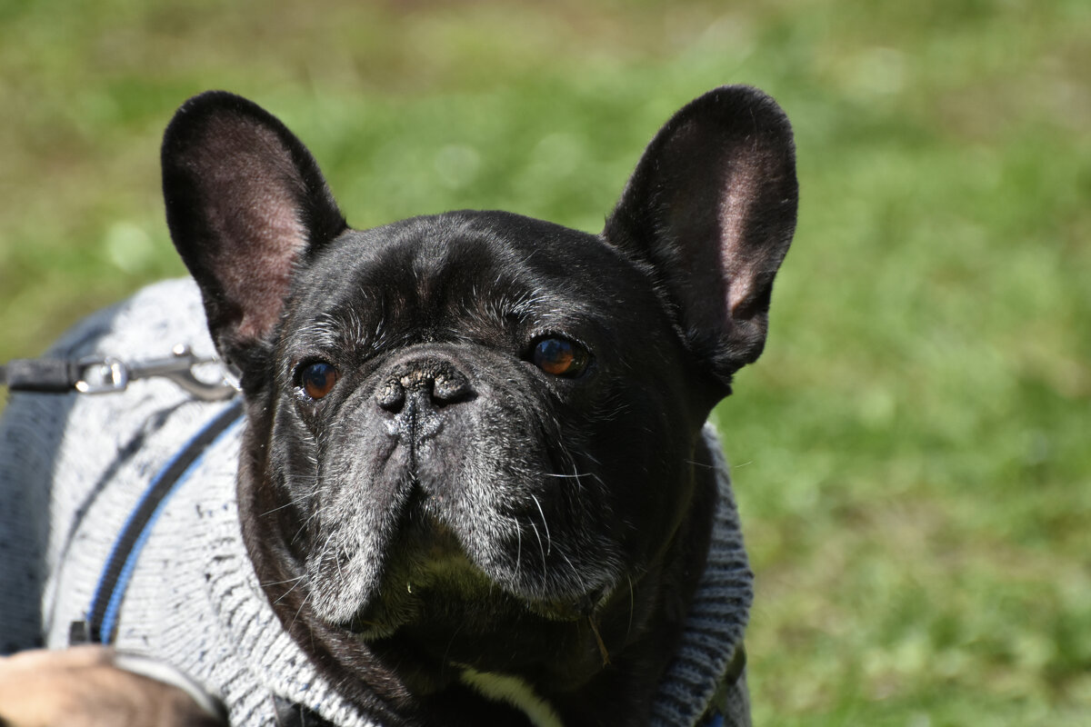 Москва. Парад французских бульдогов в усадьбе «Воронцово». - Наташа *****