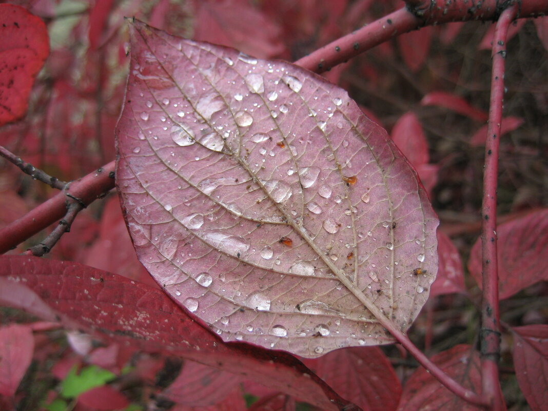 Осень - Anna Ivanova