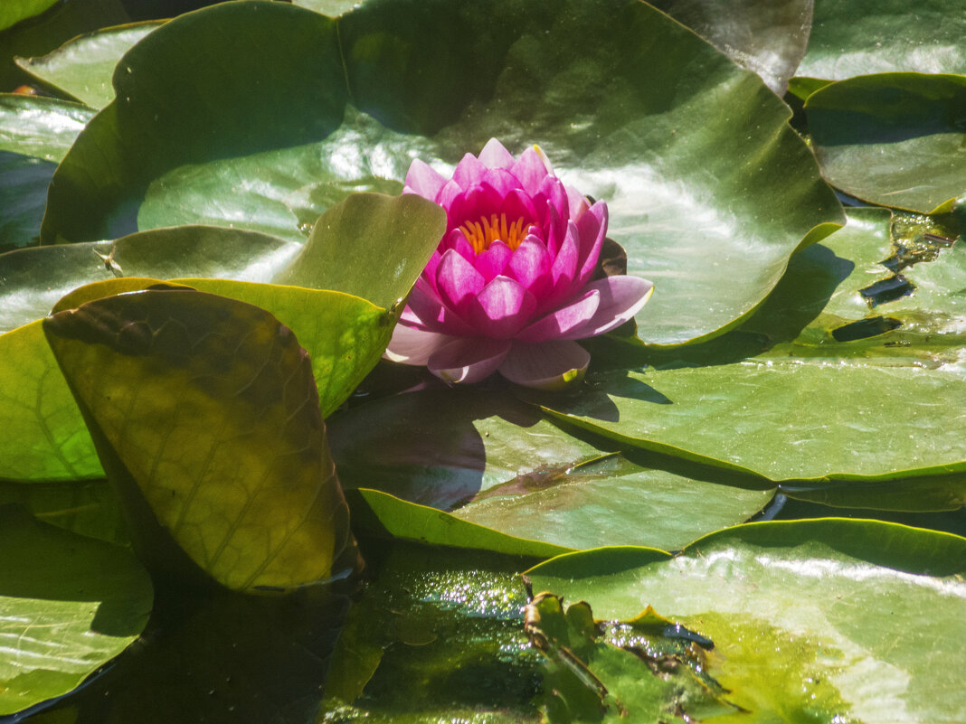 Алая  лилия - Валентин Семчишин
