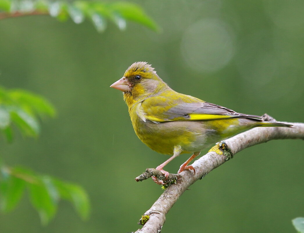 зеленуха - Andrey Bragin зеленуха - Andrey Bragin