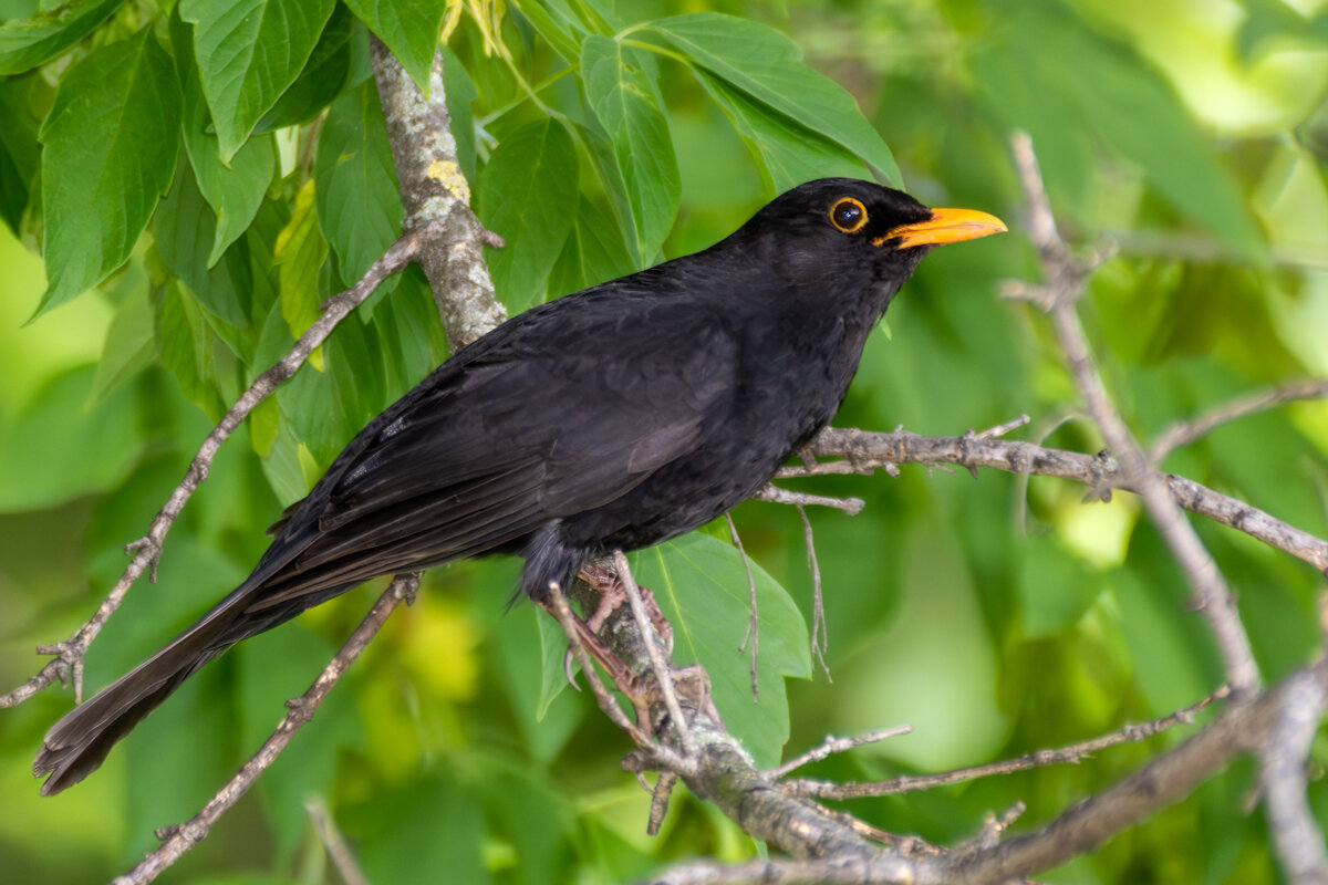 Черный дрозд - Игорь Сикорский