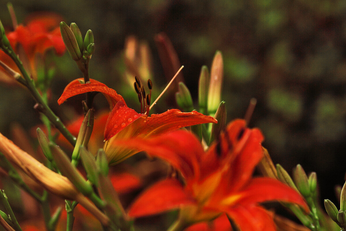 После дождя - Юрий Гайворонскiий После дождя - Юрий Гайворонскiий