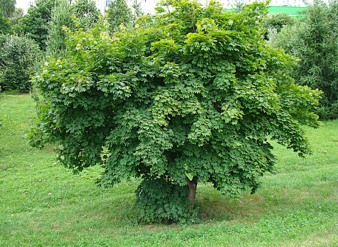 Клён зелёный у Параскевы Пятницы,,, - Анатолий Колосов