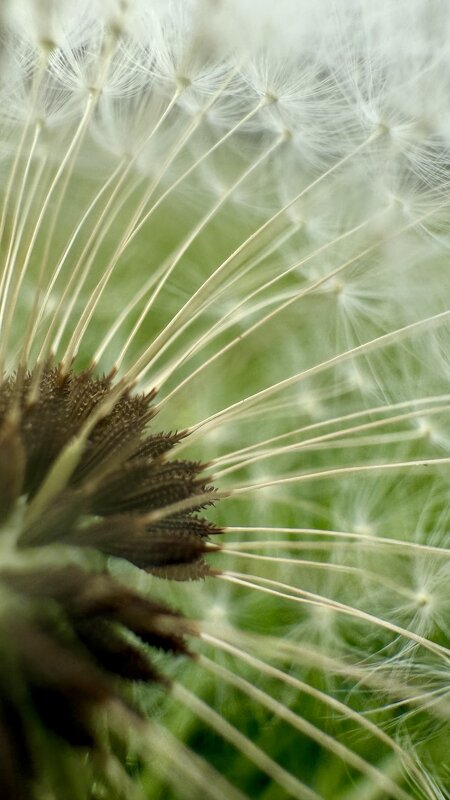 Одуванчик - mvictoriya 