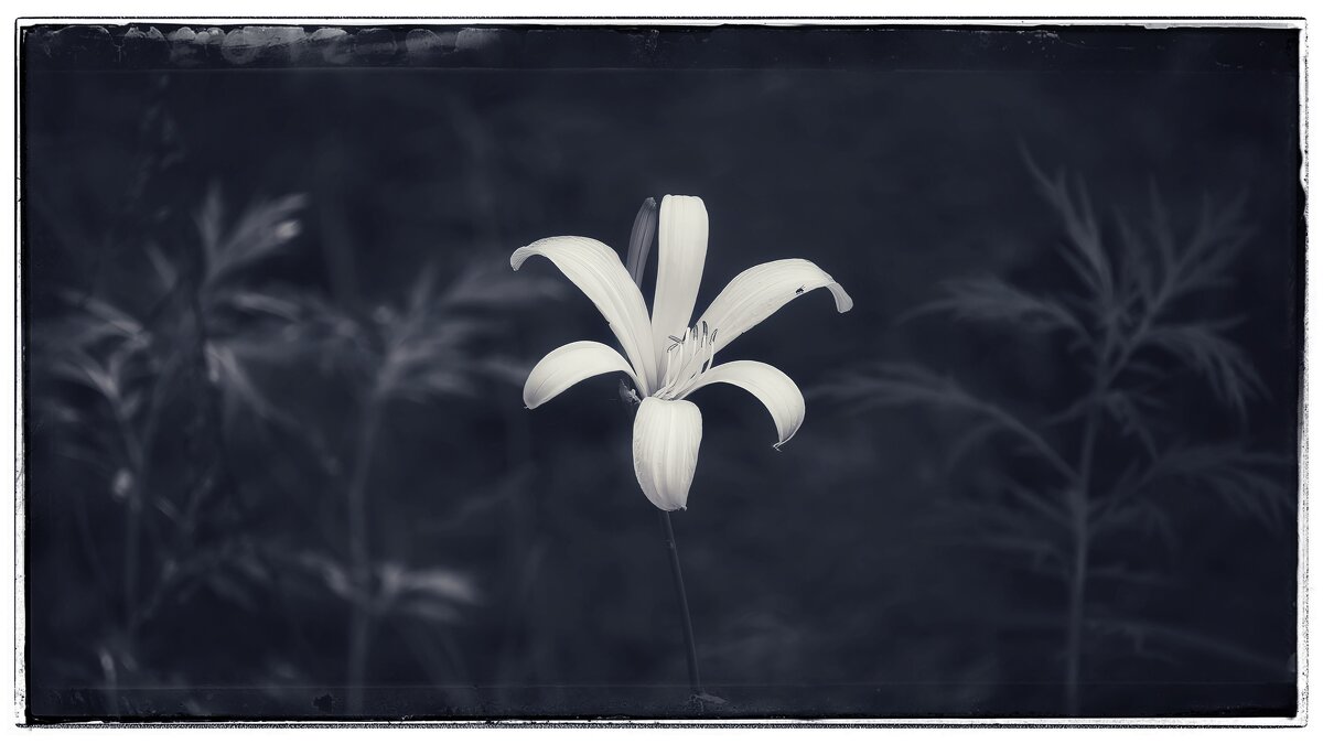 Жизнь — это фотоальбом, наполовину чёрно-белый, наполовину цветной. - Вадим Басов