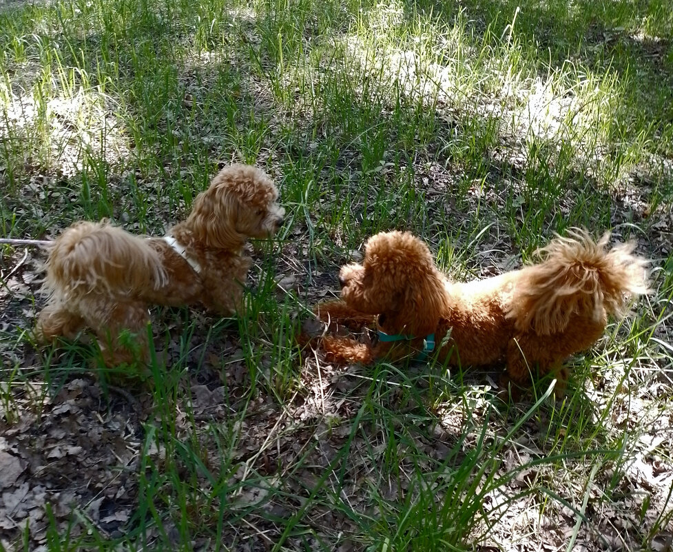 *** - Валентина Береснева